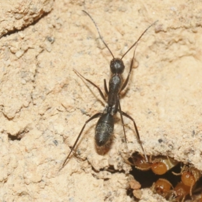 Camponotus sp. (genus) (A sugar ant) at Hackett, ACT - 30 Oct 2018 by silverseastarsong