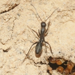 Camponotus sp. (genus) at Hackett, ACT - 30 Oct 2018