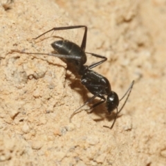 Camponotus sp. (genus) at Hackett, ACT - 30 Oct 2018