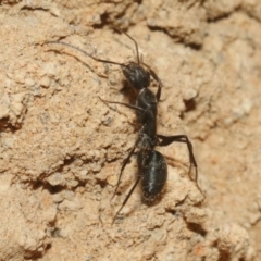 Camponotus sp. (genus) at Hackett, ACT - 30 Oct 2018