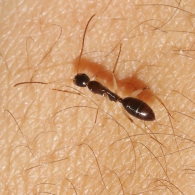 Camponotus claripes (Pale-legged sugar ant) at Acton, ACT - 29 Oct 2018 by silversea_starsong