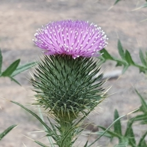 Cirsium vulgare at Narrabundah, ACT - 17 Dec 2018