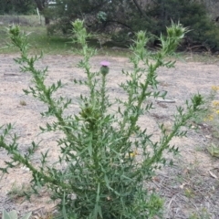 Cirsium vulgare at Narrabundah, ACT - 17 Dec 2018