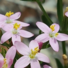 Centaurium erythraea (Common Centaury) at Callum Brae - 17 Dec 2018 by Mike