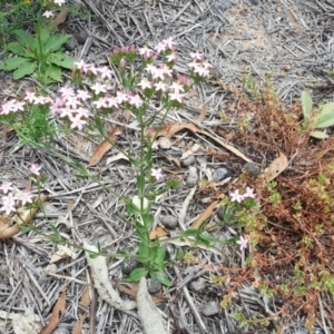 Centaurium erythraea at Symonston, ACT - 17 Dec 2018