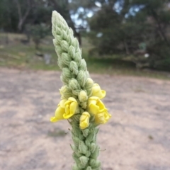 Verbascum thapsus subsp. thapsus (Great Mullein, Aaron's Rod) at Symonston, ACT - 17 Dec 2018 by Mike