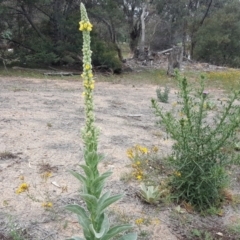 Verbascum thapsus subsp. thapsus at Symonston, ACT - 17 Dec 2018