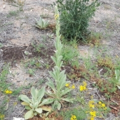 Verbascum thapsus subsp. thapsus at Symonston, ACT - 17 Dec 2018