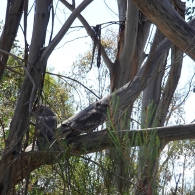 Podargus strigoides (Tawny Frogmouth) at Hughes Grassy Woodland - 17 Dec 2018 by JackyF