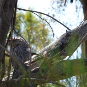 Podargus strigoides at Hughes, ACT - 17 Dec 2018 03:46 PM