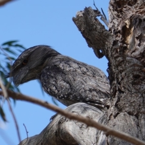 Podargus strigoides at Hughes, ACT - 17 Dec 2018