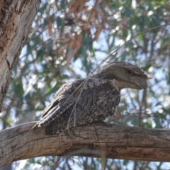 Podargus strigoides at Hughes, ACT - 17 Dec 2018 03:46 PM