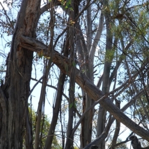 Podargus strigoides at Hughes, ACT - 17 Dec 2018 03:46 PM