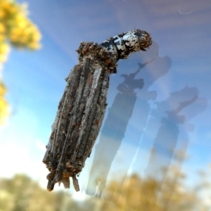 Clania lewinii & similar Casemoths at Googong, NSW - 17 Dec 2018