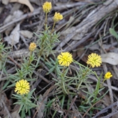 Triptilodiscus pygmaeus (Annual Daisy) at Hughes, ACT - 17 Dec 2018 by JackyF