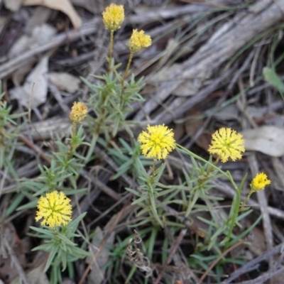 Triptilodiscus pygmaeus (Annual Daisy) at Hughes Grassy Woodland - 17 Dec 2018 by JackyF