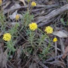 Triptilodiscus pygmaeus at Hughes, ACT - 17 Dec 2018