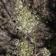 Bursaria spinosa (Native Blackthorn, Sweet Bursaria) at Hughes Grassy Woodland - 17 Dec 2018 by JackyF