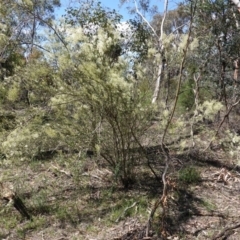 Bursaria spinosa at Hughes, ACT - 17 Dec 2018