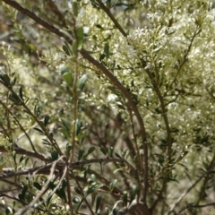 Bursaria spinosa at Hughes, ACT - 17 Dec 2018