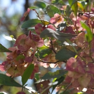 Dodonaea viscosa at Hughes, ACT - 17 Dec 2018 03:42 PM