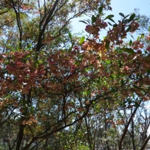 Dodonaea viscosa at Hughes, ACT - 17 Dec 2018 03:42 PM