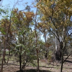 Dodonaea viscosa at Hughes, ACT - 17 Dec 2018 03:42 PM