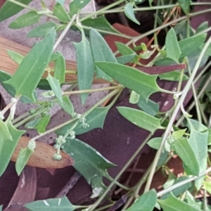 Einadia nutans subsp. nutans at Jerrabomberra, ACT - 17 Dec 2018 01:29 PM