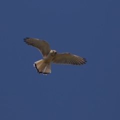 Falco cenchroides (Nankeen Kestrel) at The Pinnacle - 17 Dec 2018 by Alison Milton