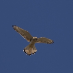 Falco cenchroides at Dunlop, ACT - 17 Dec 2018