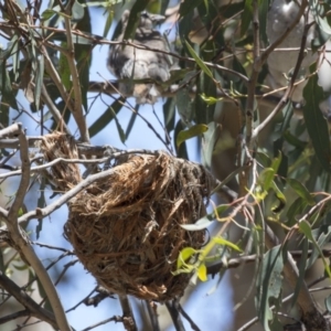 Philemon corniculatus at Hawker, ACT - 17 Dec 2018