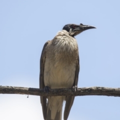 Philemon corniculatus at Hawker, ACT - 17 Dec 2018