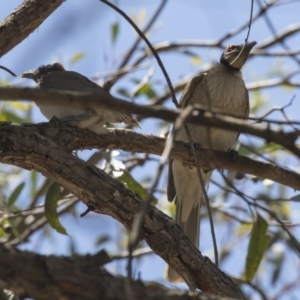 Philemon corniculatus at Hawker, ACT - 17 Dec 2018