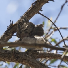 Philemon corniculatus at Hawker, ACT - 17 Dec 2018