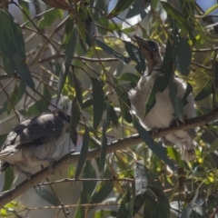 Philemon corniculatus at Hawker, ACT - 17 Dec 2018