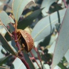 Paropsis variolosa (Variolosa leaf beetle) at Mount Mugga Mugga - 16 Dec 2018 by Mike