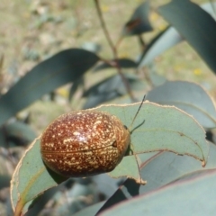 Paropsis variolosa at Symonston, ACT - 17 Dec 2018