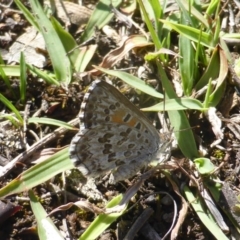 Lucia limbaria (Chequered Copper) at Symonston, ACT - 16 Dec 2018 by Mike