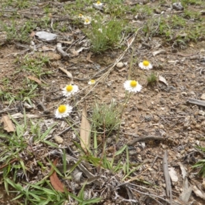 Leucochrysum albicans subsp. tricolor at O'Malley, ACT - 15 Dec 2018