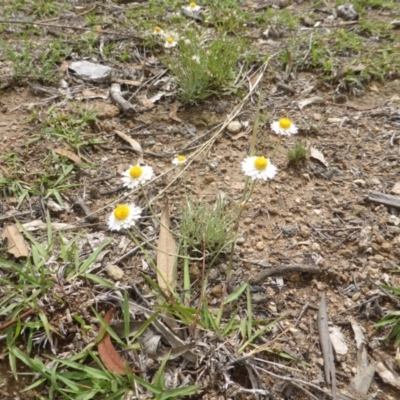 Leucochrysum albicans subsp. tricolor (Hoary Sunray) at O'Malley, ACT - 15 Dec 2018 by Mike