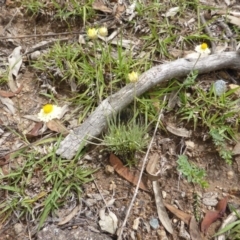 Leucochrysum albicans subsp. tricolor at O'Malley, ACT - 15 Dec 2018