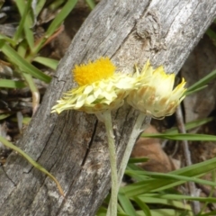 Leucochrysum albicans subsp. tricolor at O'Malley, ACT - 15 Dec 2018