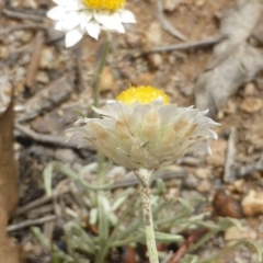 Leucochrysum albicans subsp. tricolor at O'Malley, ACT - 15 Dec 2018
