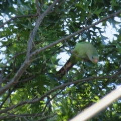 Polytelis swainsonii (Superb Parrot) at Curtin, ACT - 17 Dec 2018 by BenW