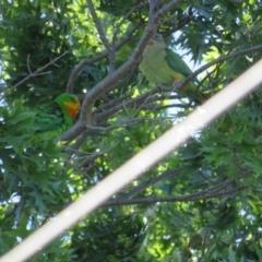 Polytelis swainsonii at Curtin, ACT - suppressed