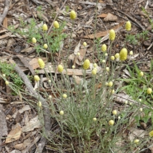 Calocephalus citreus at O'Malley, ACT - 15 Dec 2018 02:10 PM