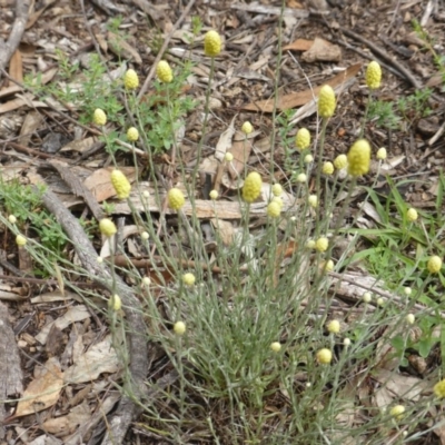 Calocephalus citreus (Lemon Beauty Heads) at O'Malley, ACT - 15 Dec 2018 by Mike