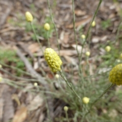 Calocephalus citreus at O'Malley, ACT - 15 Dec 2018 02:10 PM