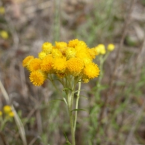 Chrysocephalum semipapposum at O'Malley, ACT - 15 Dec 2018