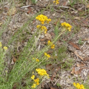 Chrysocephalum semipapposum at O'Malley, ACT - 15 Dec 2018